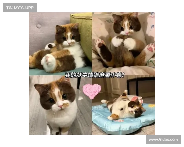 猫咪传染病治疗方法大揭秘 猫咪传染病治疗方法大揭秘