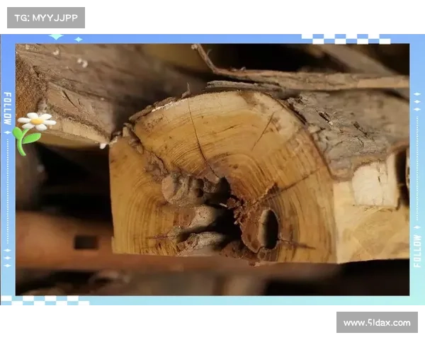 解读李心木攻略:解锁传奇木材的秘密 解读李心木攻略:解锁传奇木材的秘密